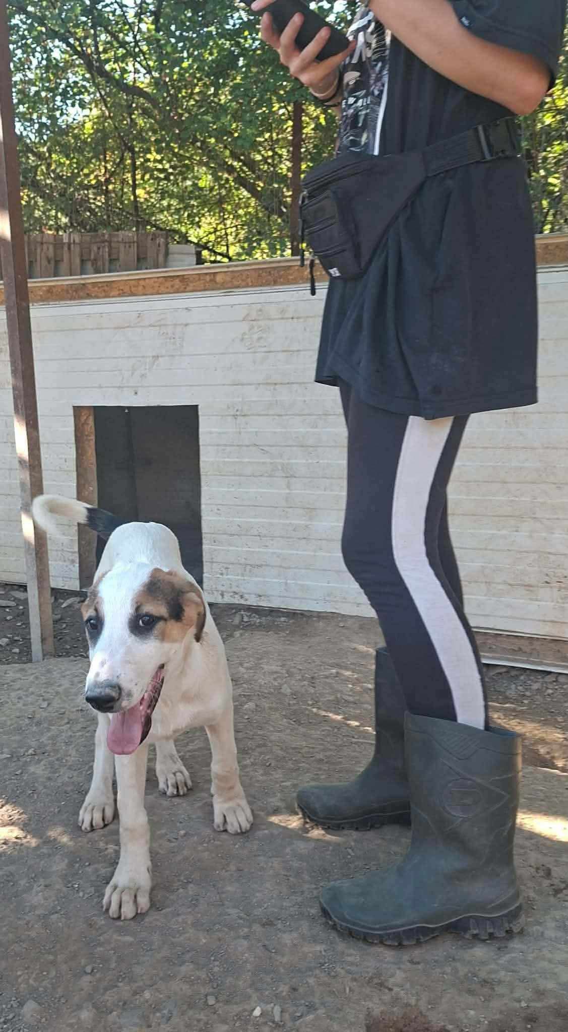 Pepi Zorro Dogsavior Sep26 2