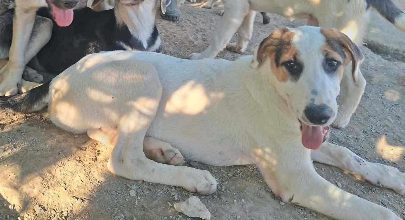 Pepi Zorro Dogsavior Sep26 3