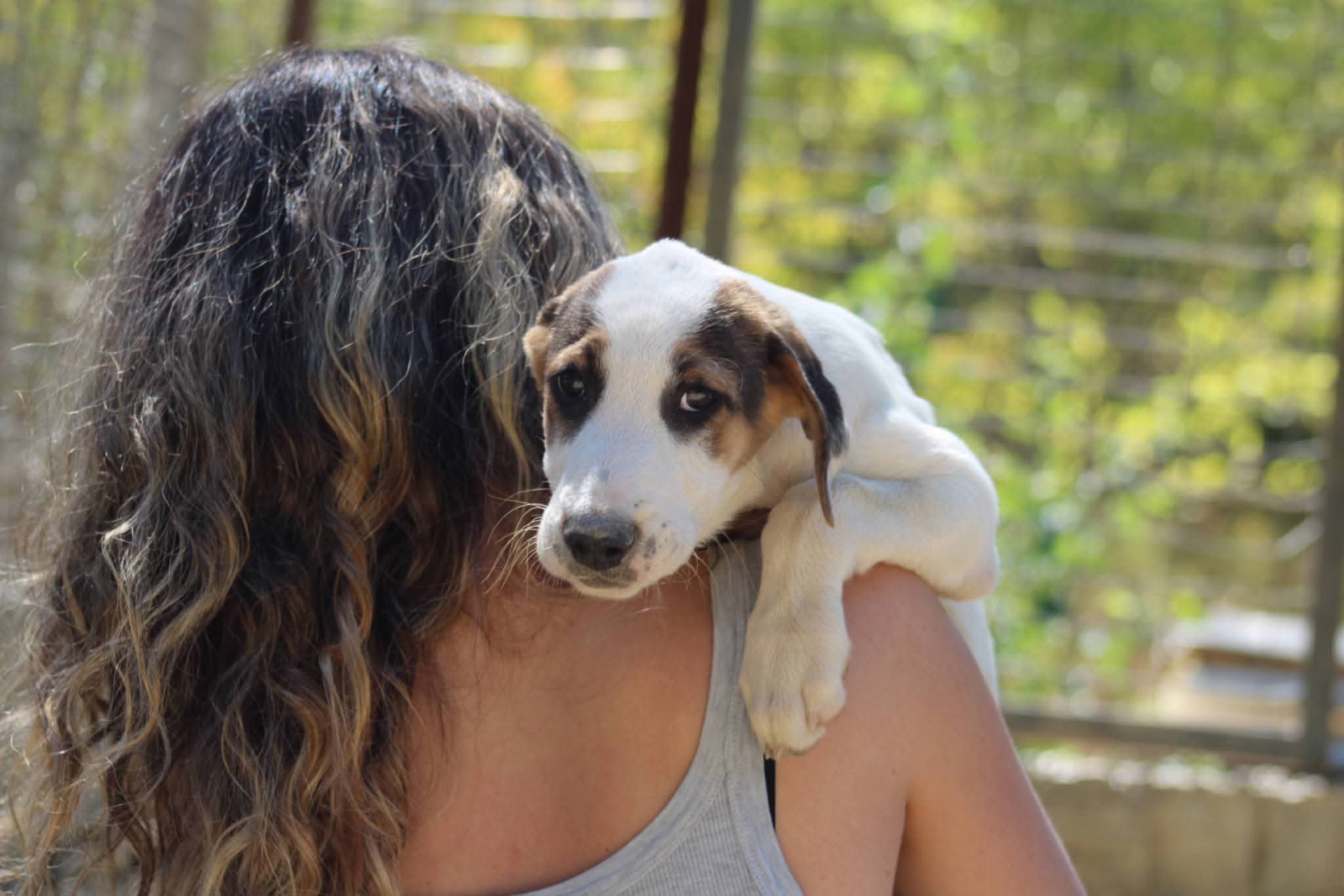 Pepi Zorro Dogsavior Aug26 2