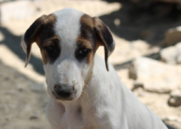 Pepi Zorro Dogsavior Aug26 Beitragsbild