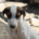 Pepi Zorro Dogsavior Aug26 Beitragsbild