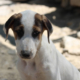 Pepi Zorro Dogsavior Aug26 Beitragsbild
