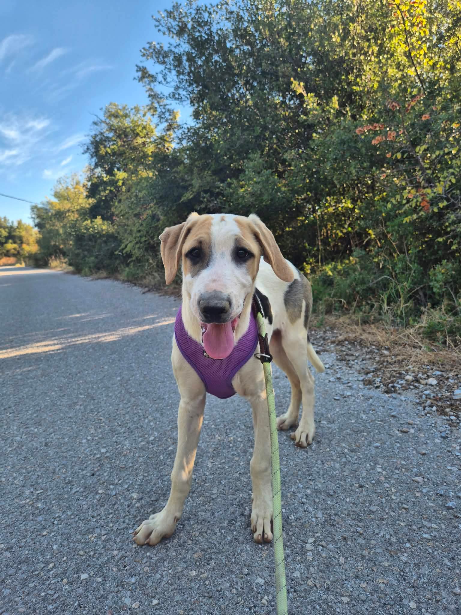 River Zorro Dogsavior Okt26 1