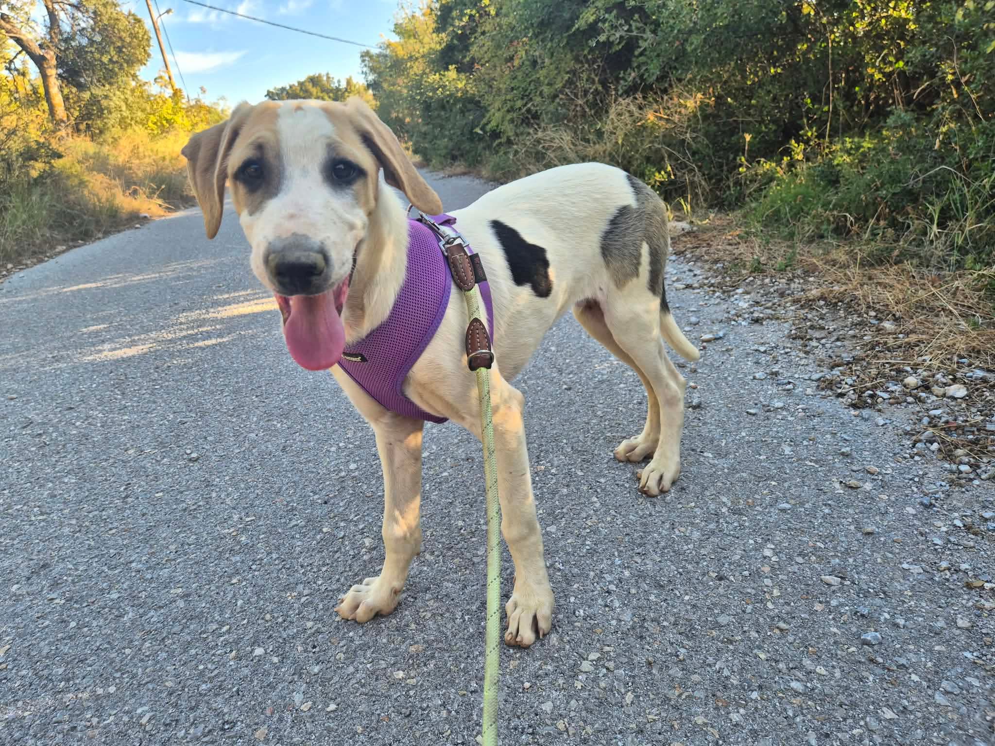 River Zorro Dogsavior Okt26 2