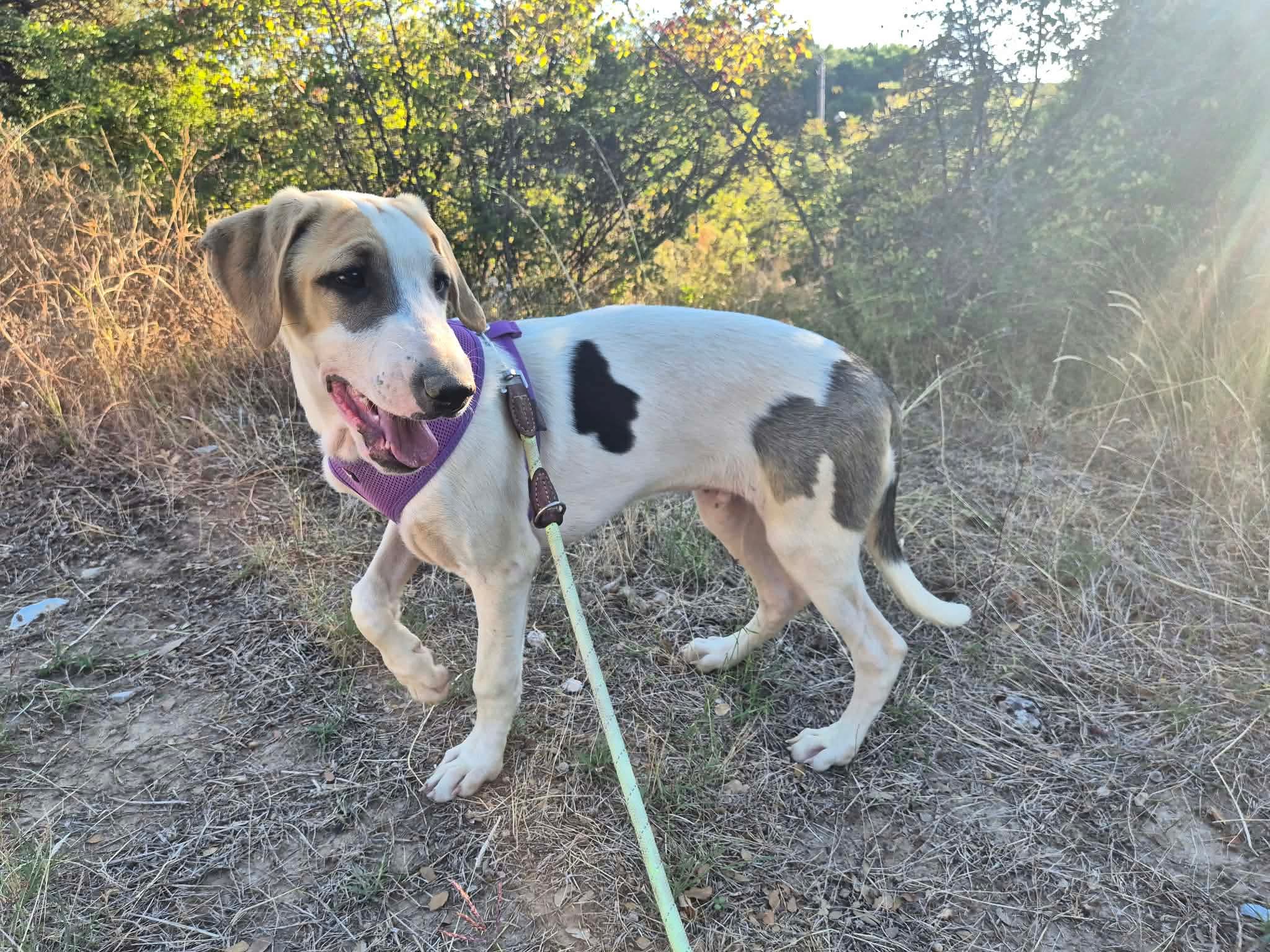 River Zorro Dogsavior Okt26 3