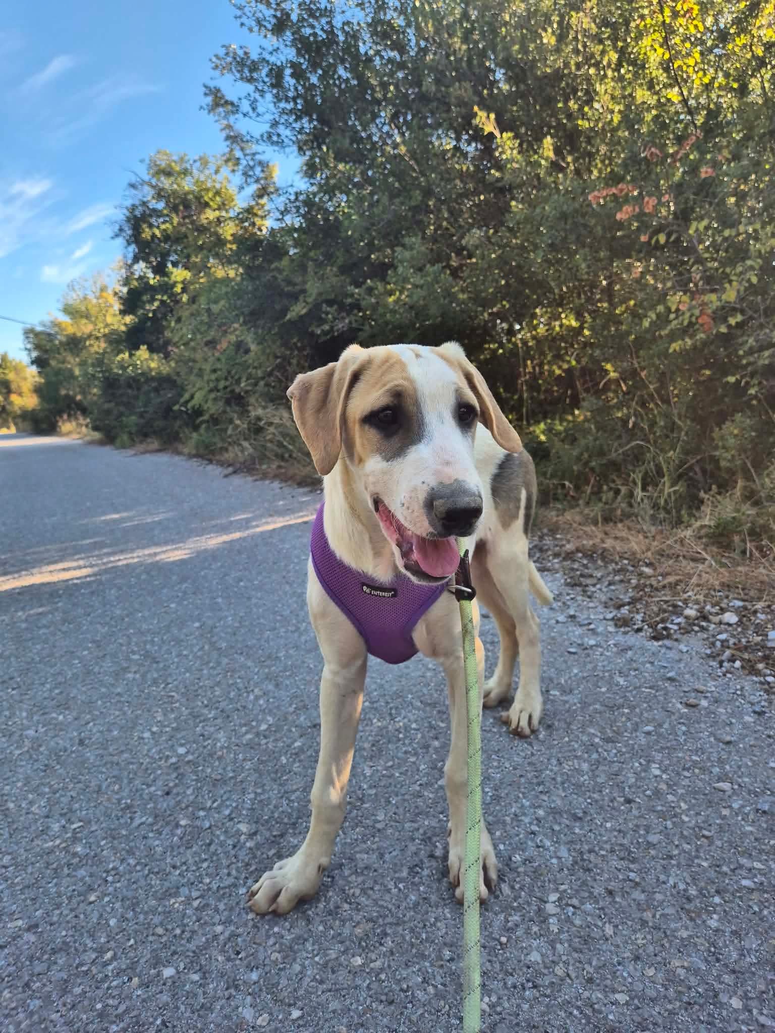 River Zorro Dogsavior Okt26 4