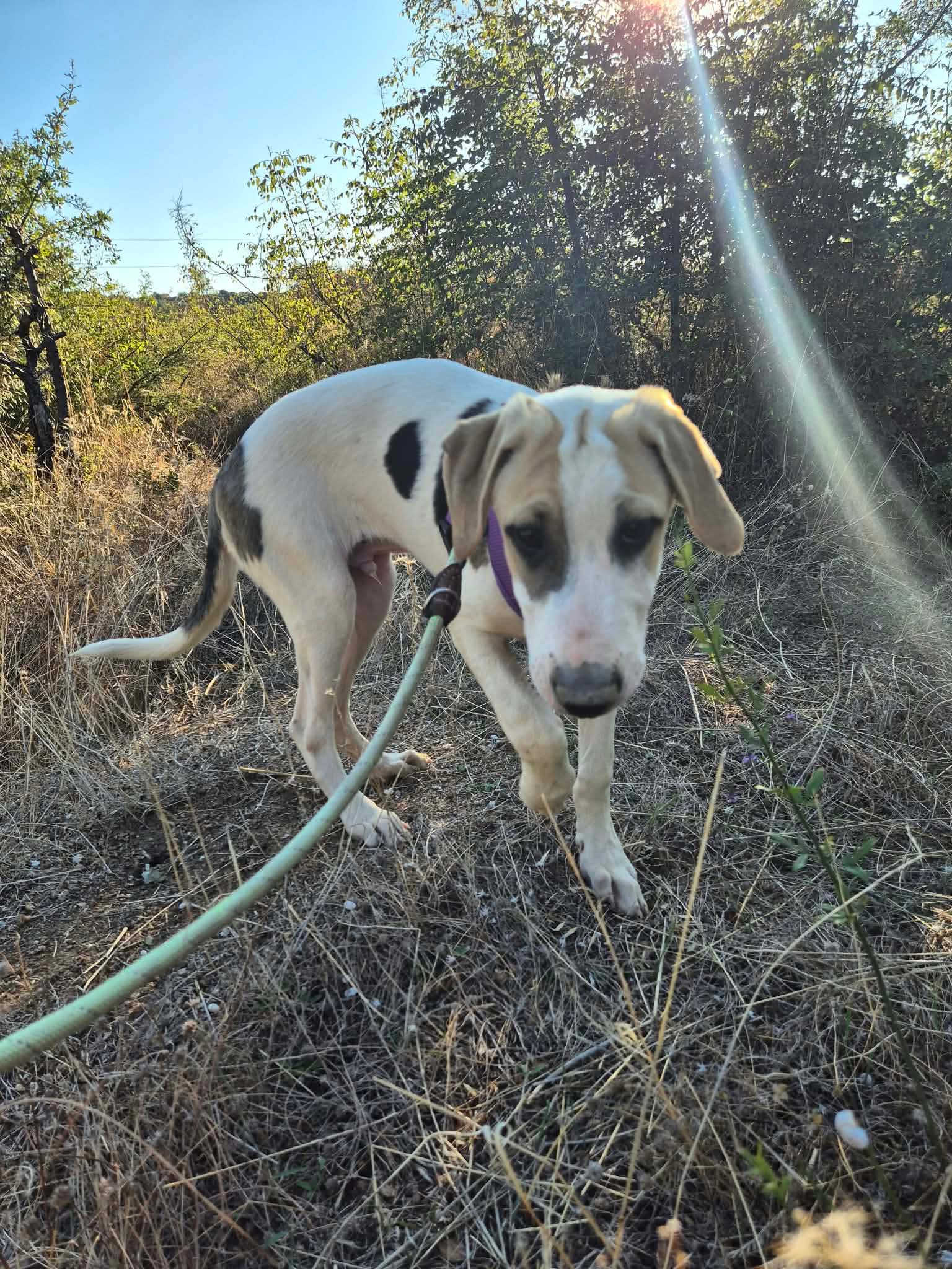 River Zorro Dogsavior Okt26 5