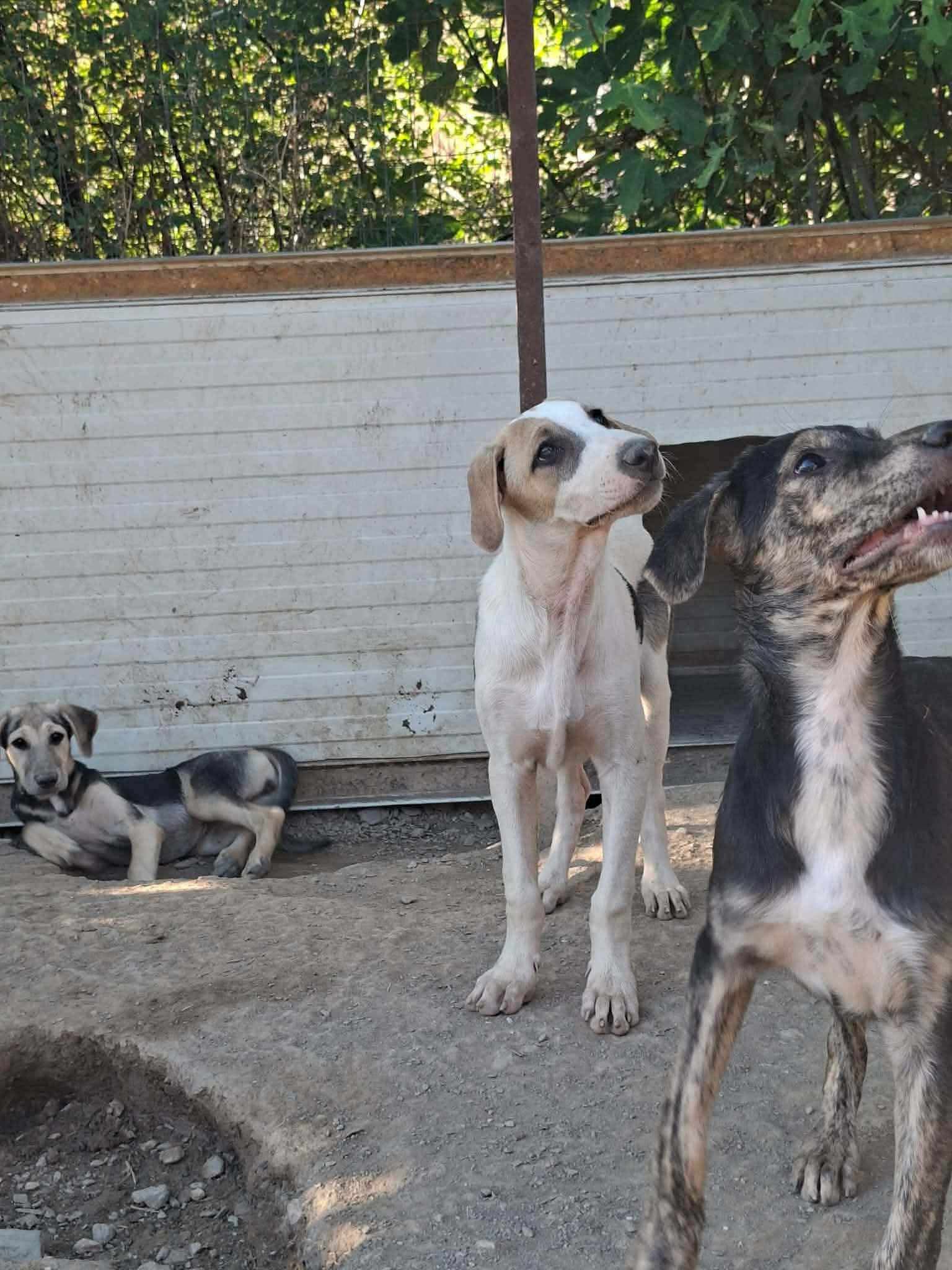 River Zorro Dogsavior Sep26 1