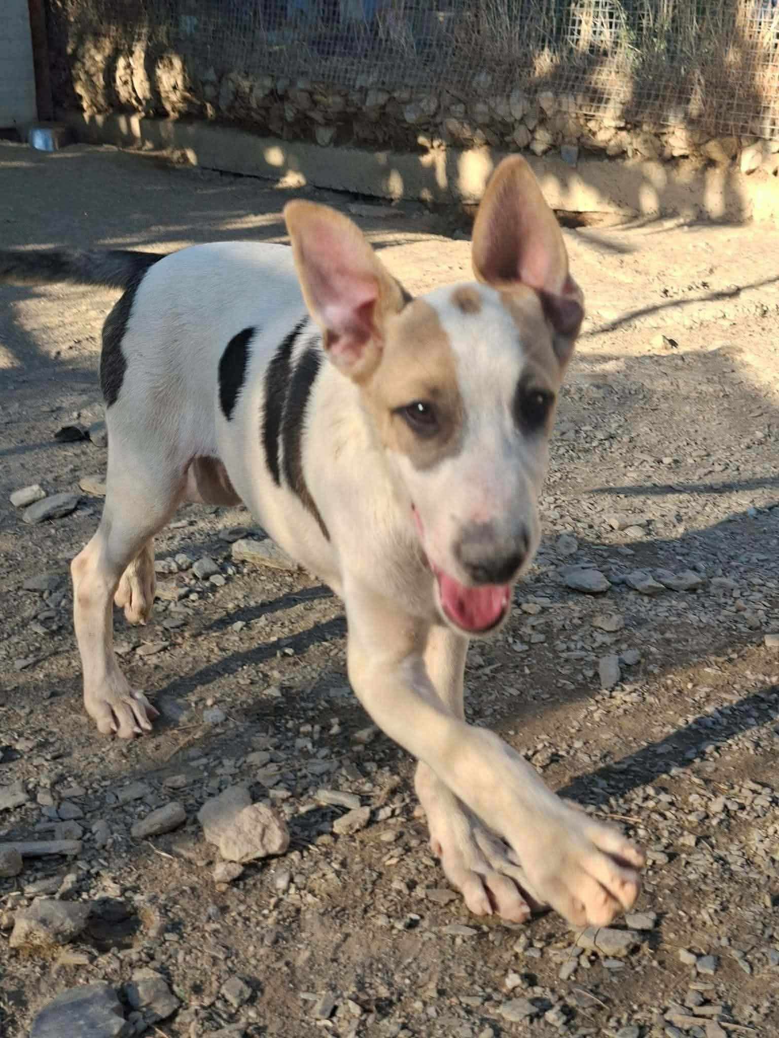 River Zorro Dogsavior Sep26 2