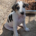 River Zorro Dogsavior Aug26 Beitragsbild