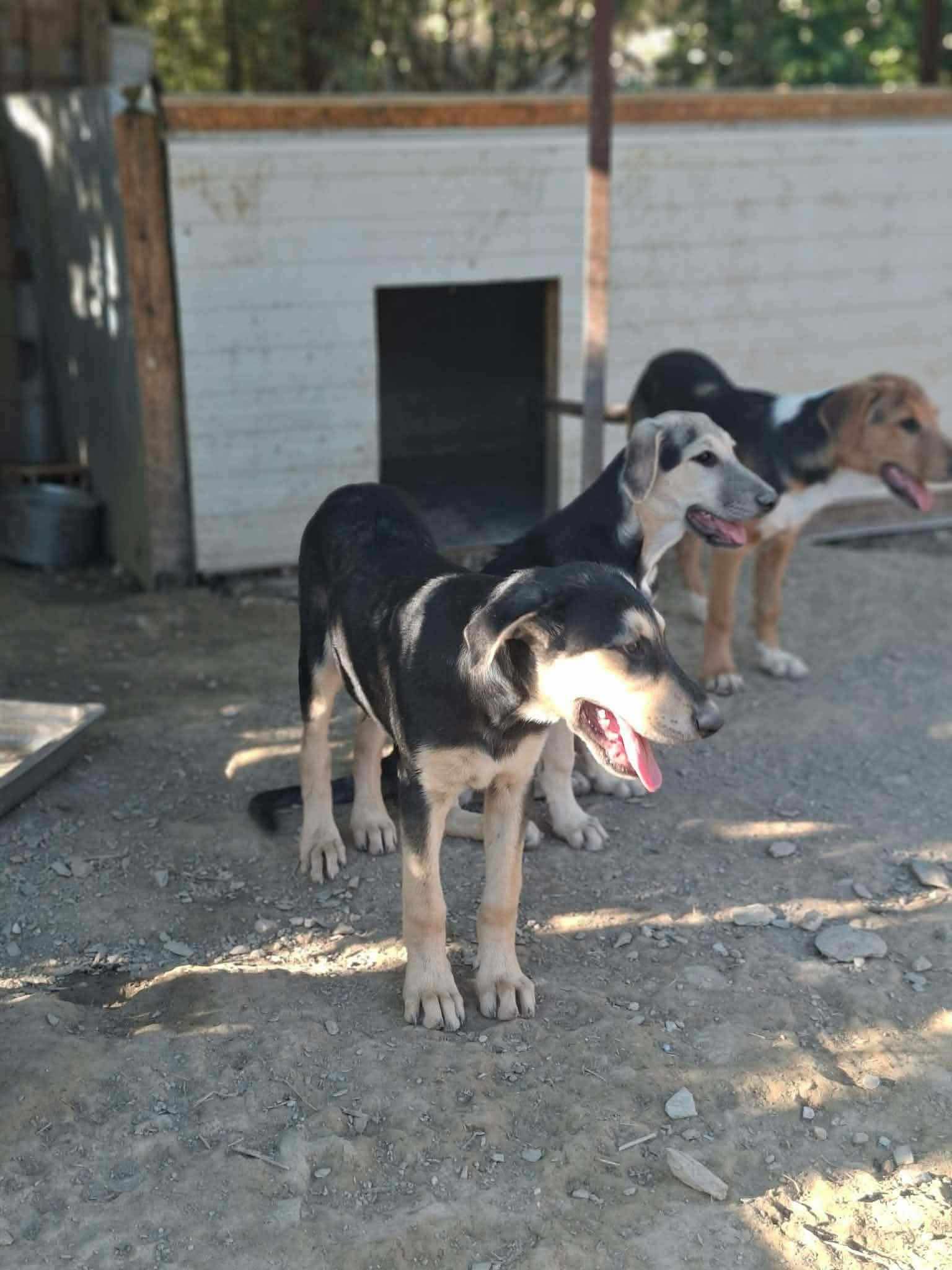 Romeo Zorro Dogsavior Sep26 1