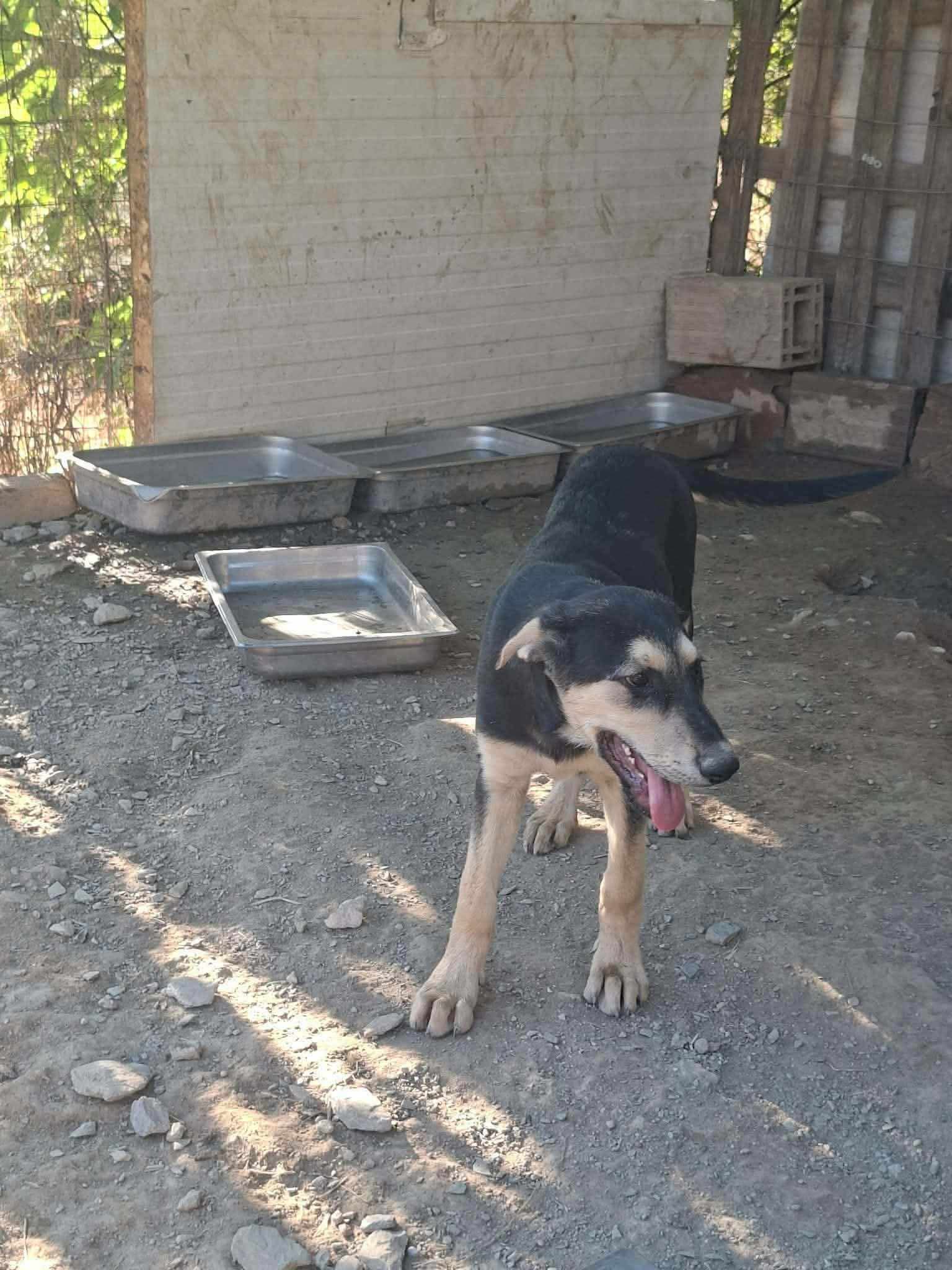 Romeo Zorro Dogsavior Sep26 2