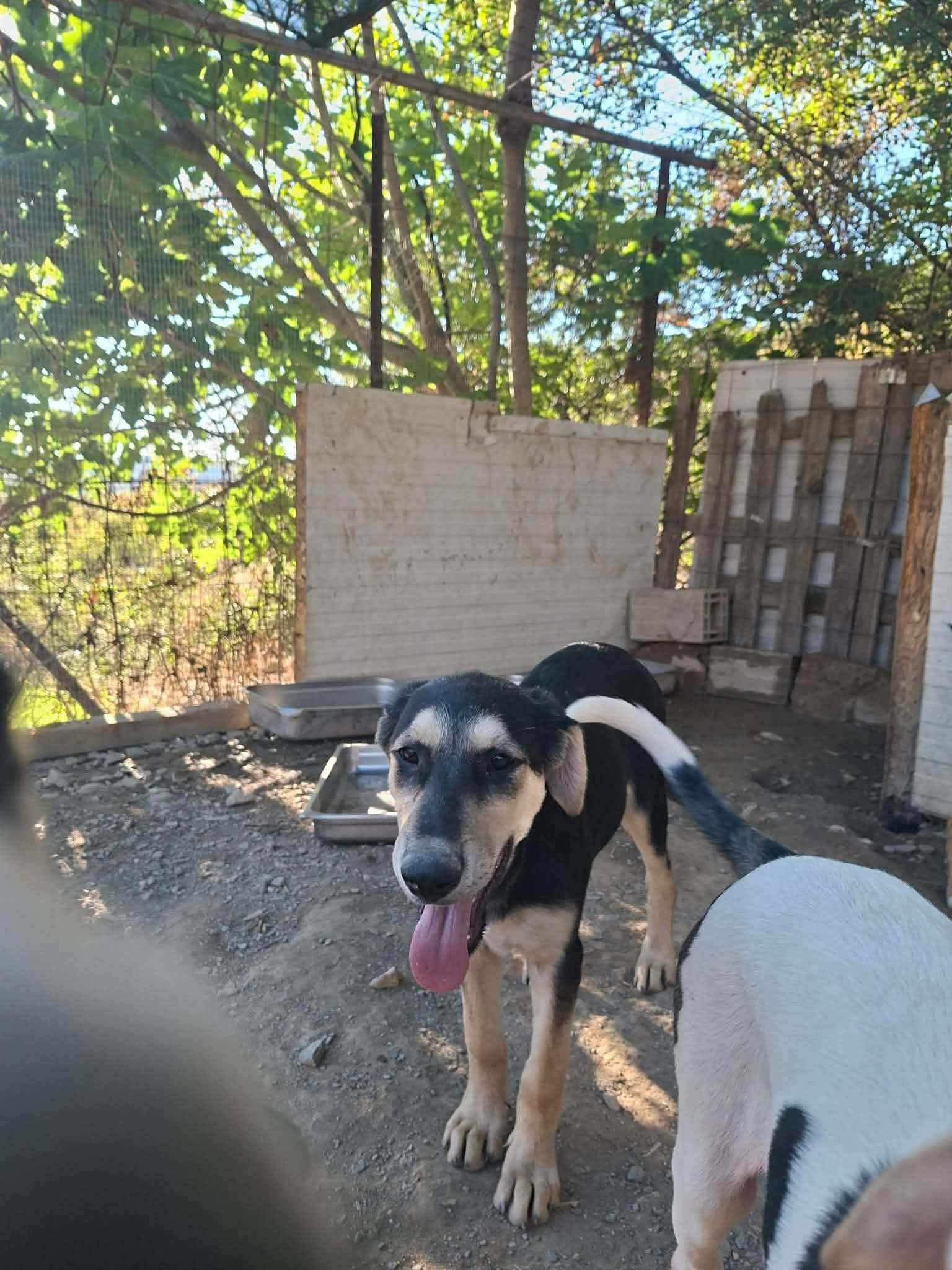 Romeo Zorro Dogsavior Sep26 3
