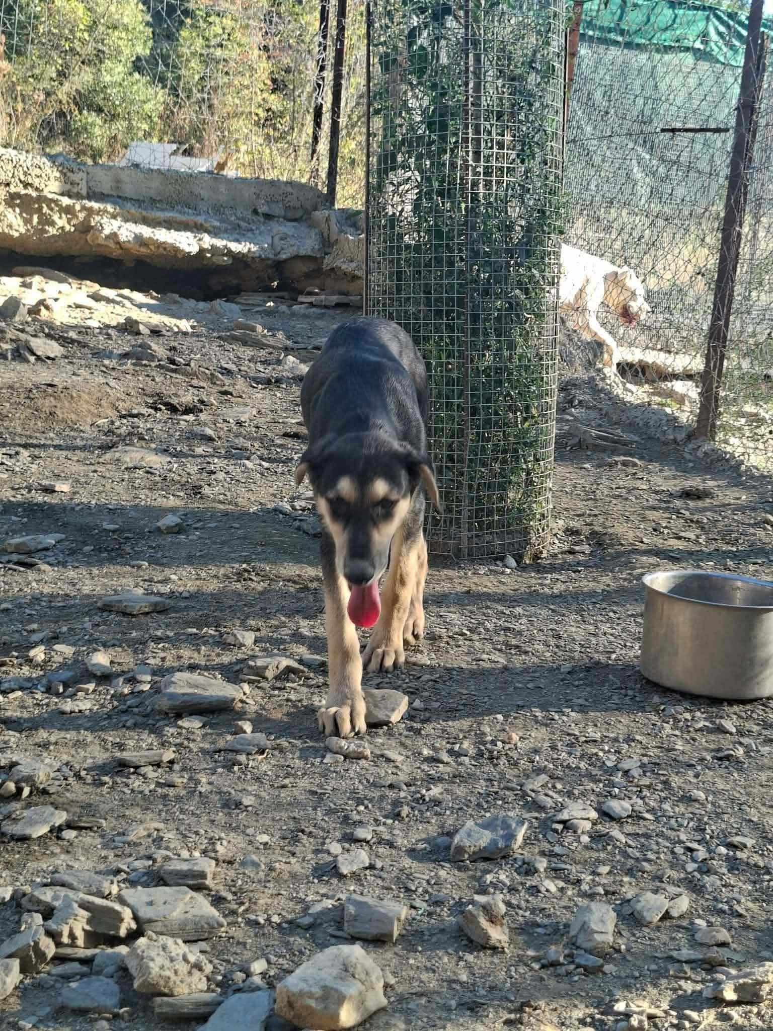 Romeo Zorro Dogsavior Sep26 4
