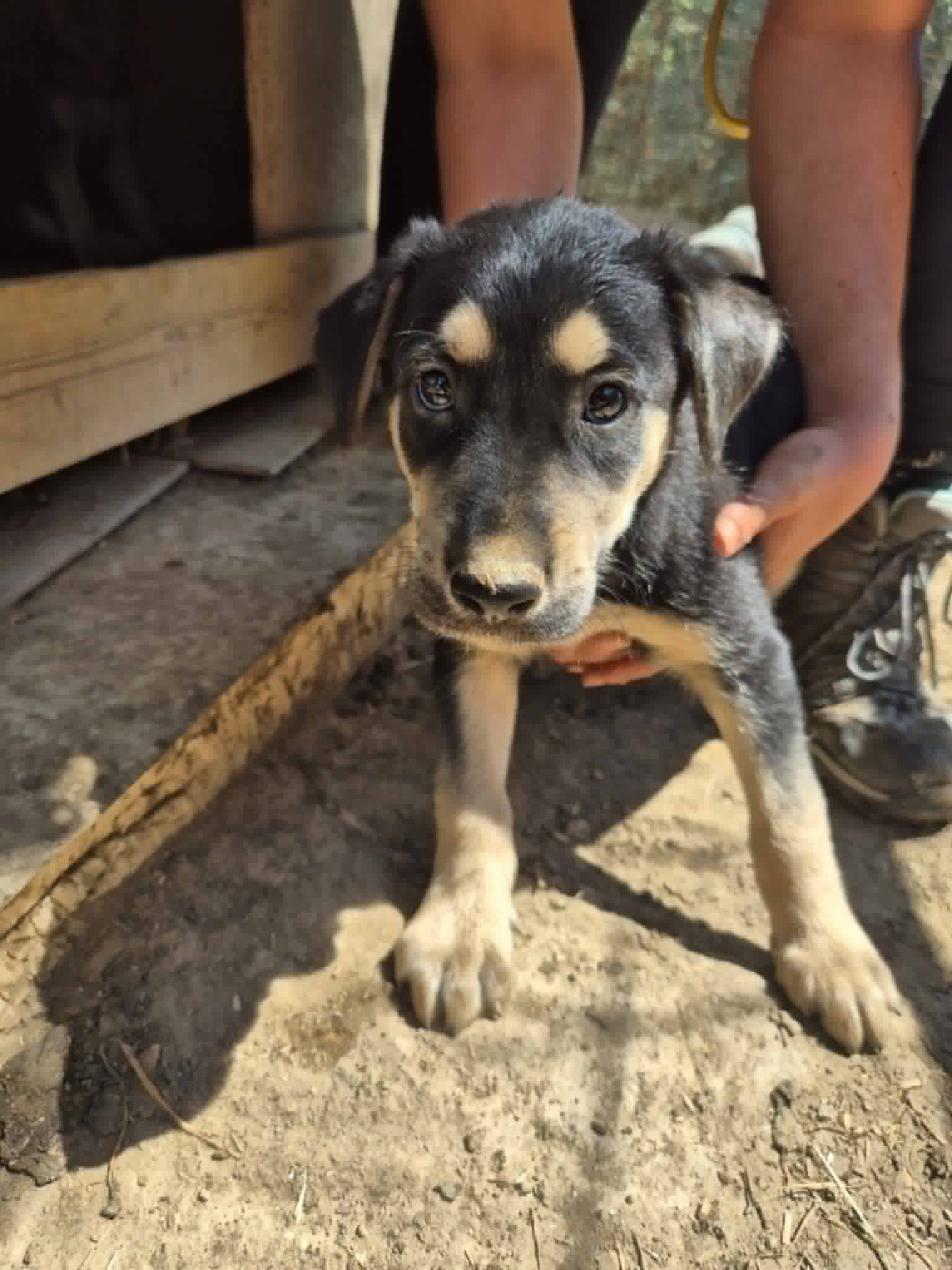 Romeo Zorro Dogsavior Aug26 1