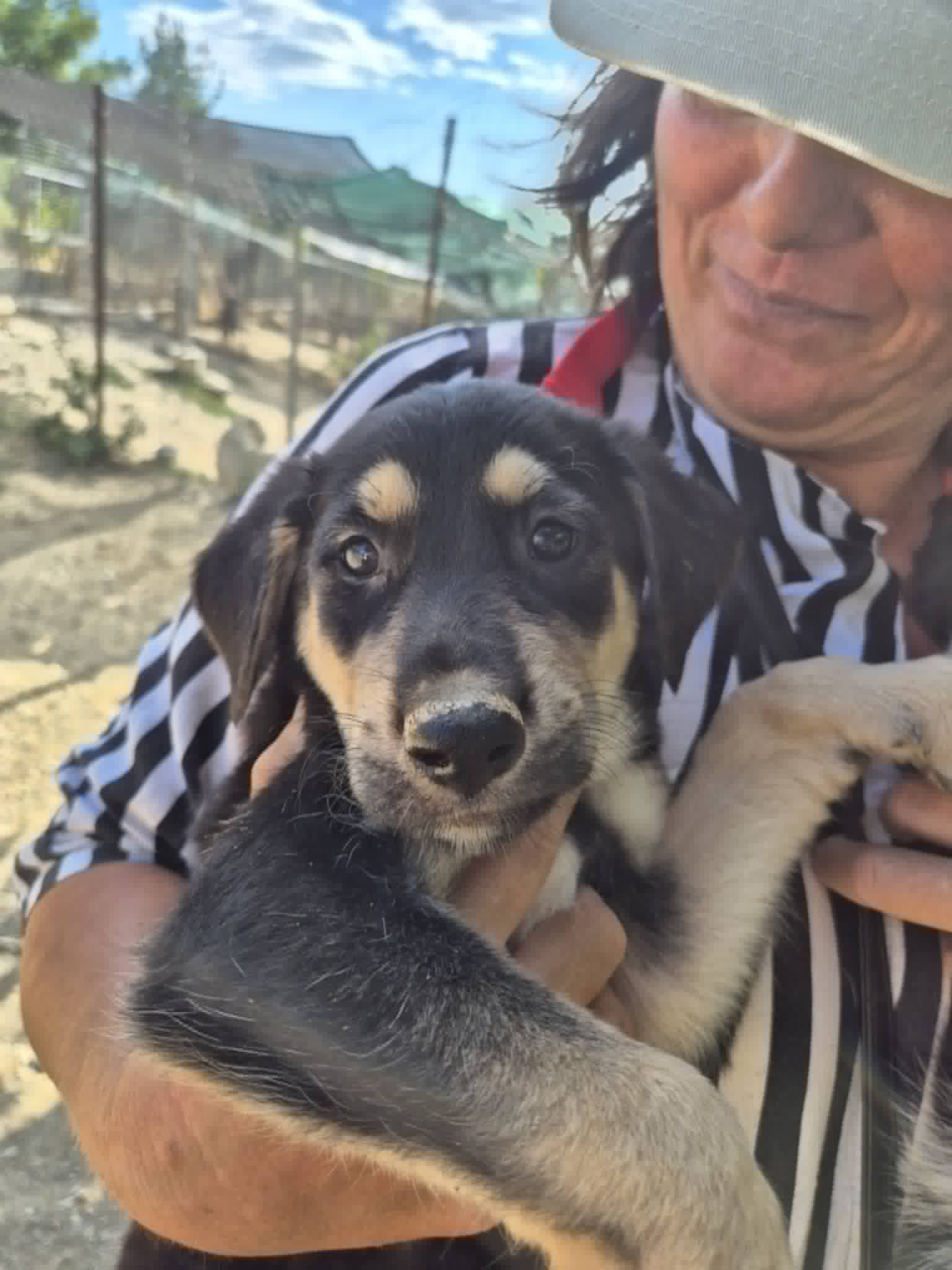 Romeo Zorro Dogsavior Aug26 2