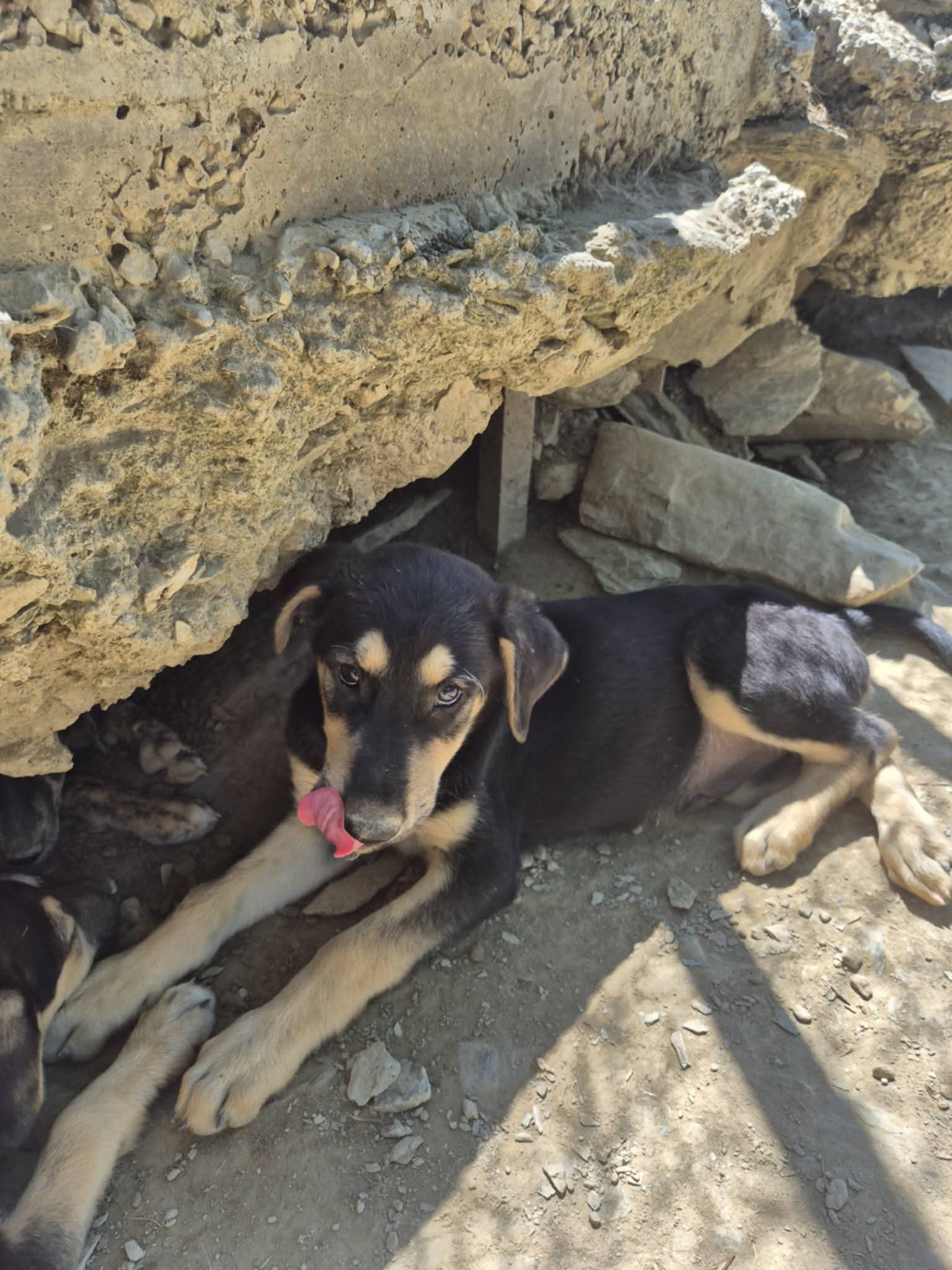 Romeo Zorro Dogsavior Aug26 3