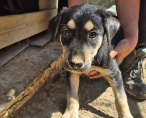 Romeo Zorro Dogsavior Aug26 Beitragsbild