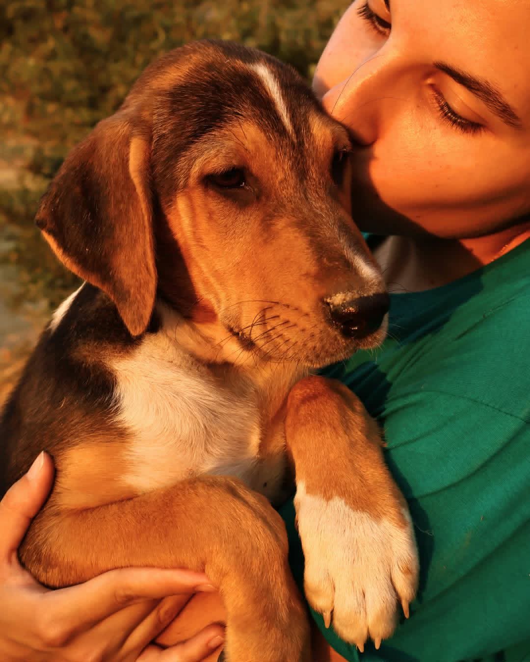 Trico Zorro Dogsavior Aug261