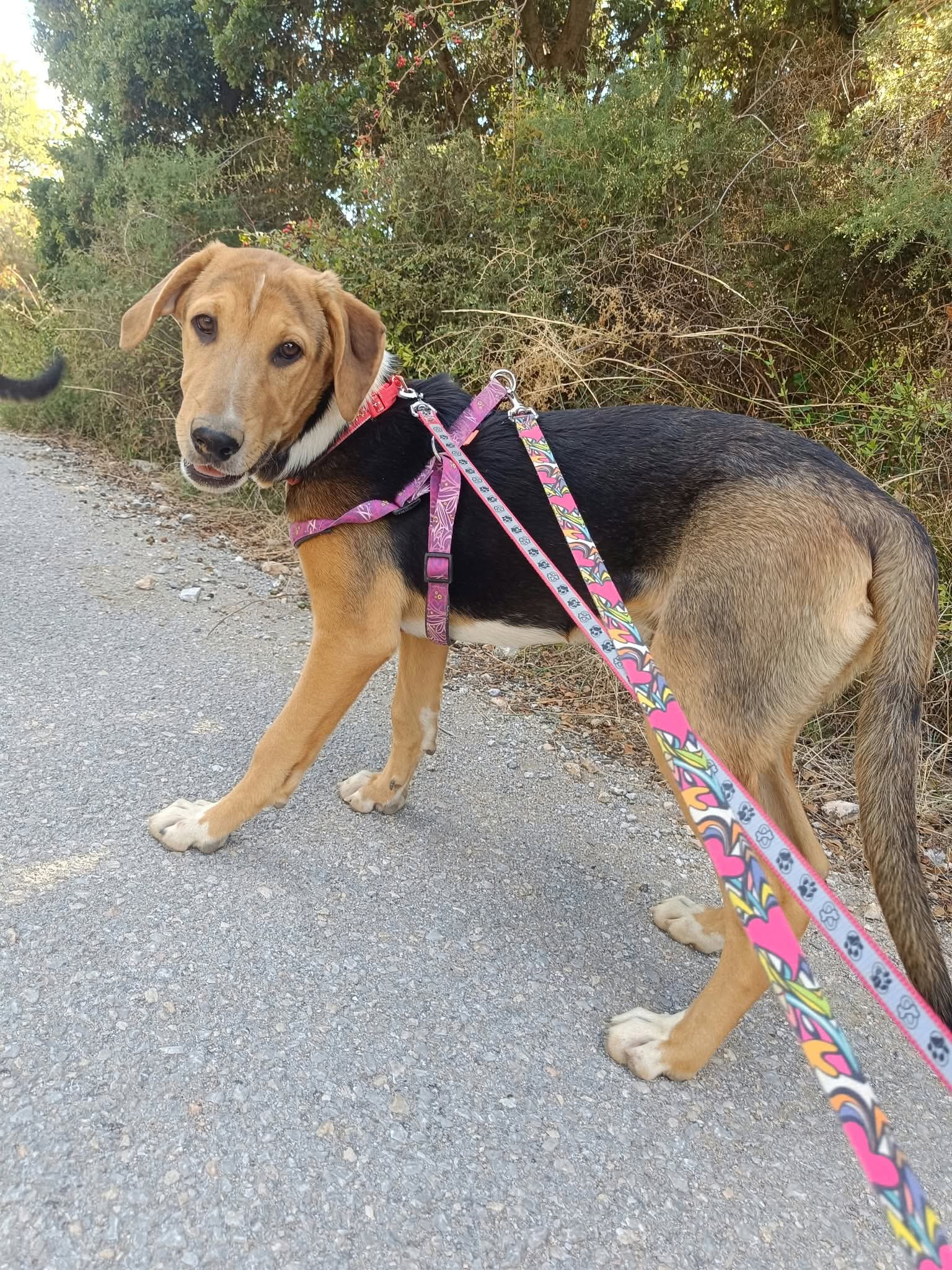 Trico Zorro Dogsavior Okt26 1