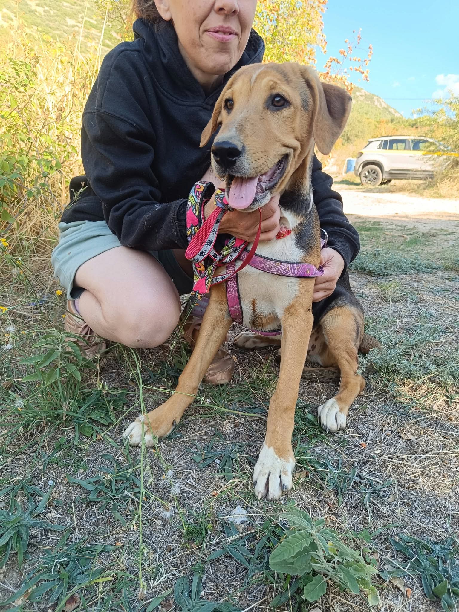 Trico Zorro Dogsavior Okt26 2