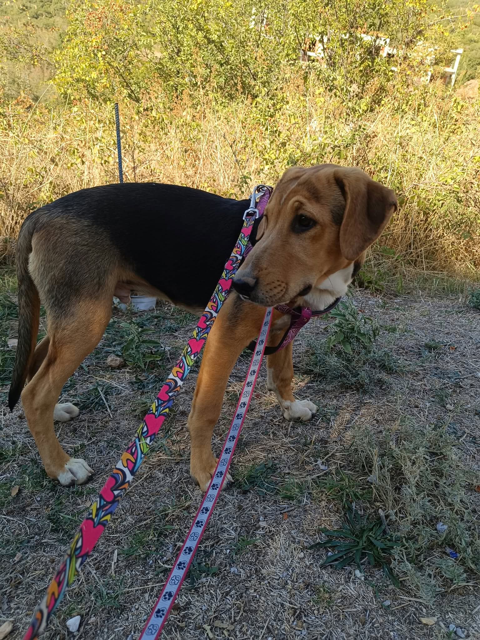 Trico Zorro Dogsavior Okt26 3