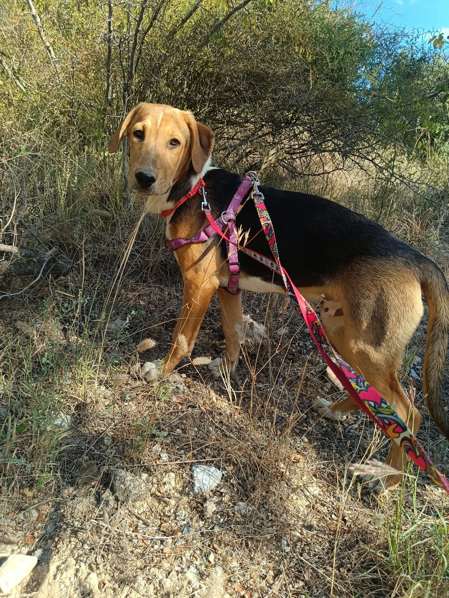 Trico Zorro Dogsavior Okt26 4