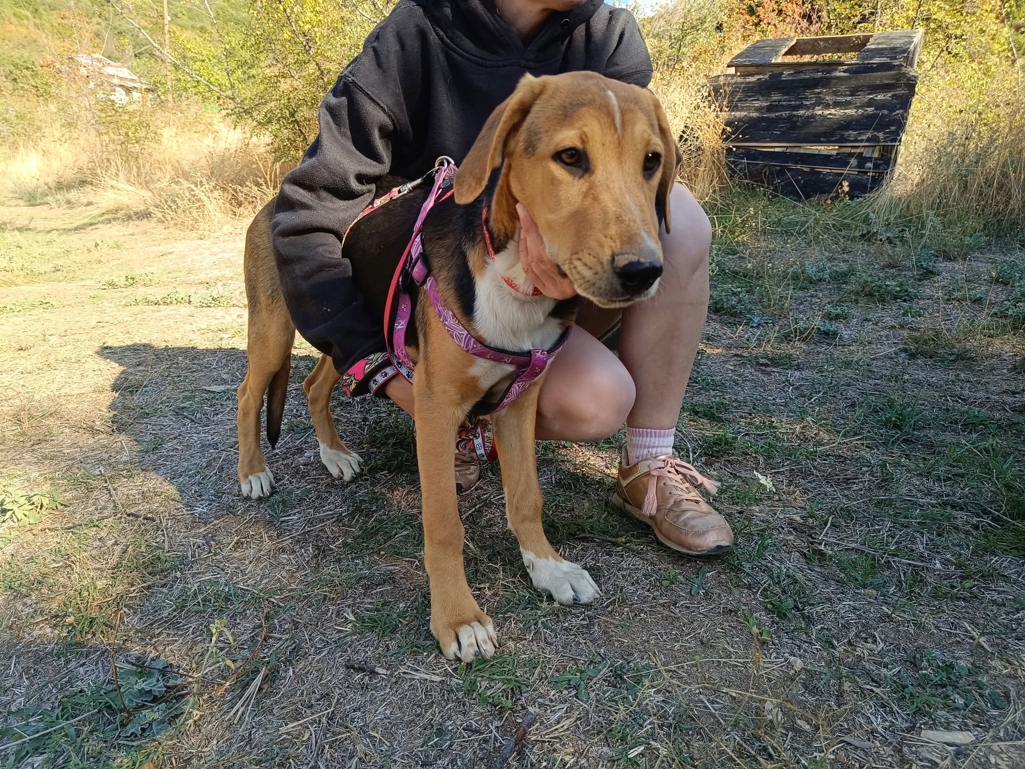 Trico Zorro Dogsavior Okt26 5