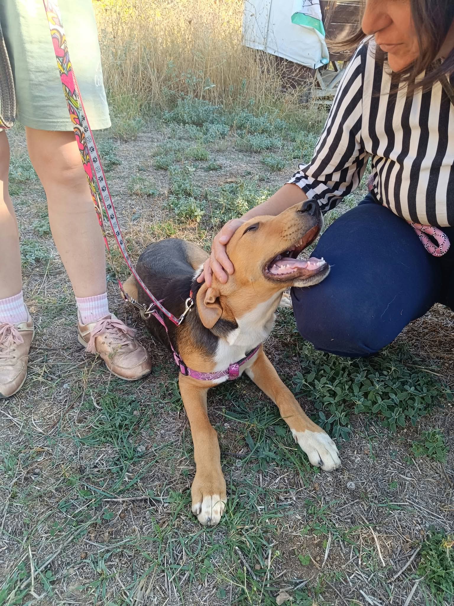 Trico Zorro Dogsavior Okt26 6