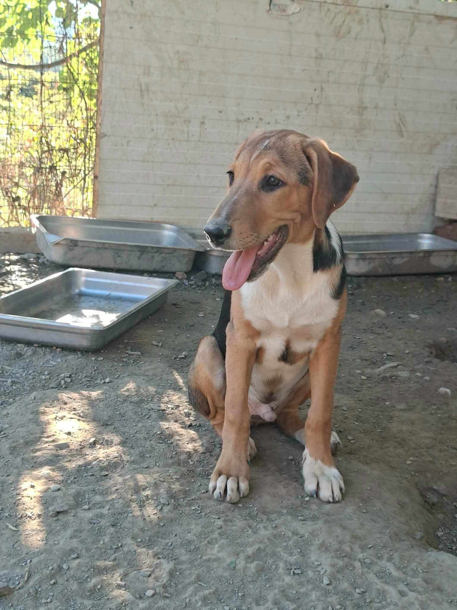 Trico Zorro Dogsavior Sep26 1