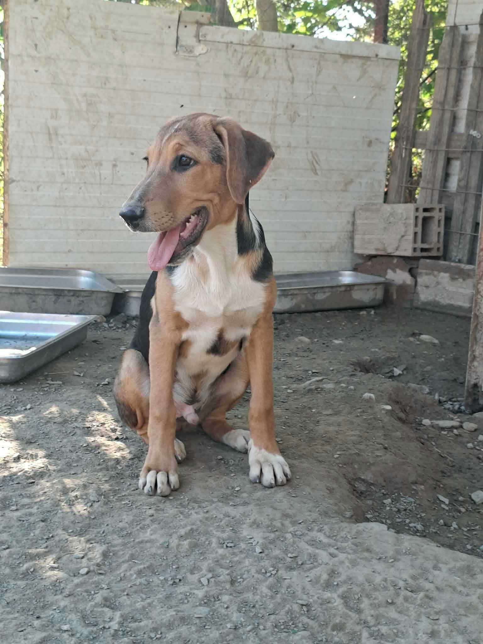 Trico Zorro Dogsavior Sep26 2