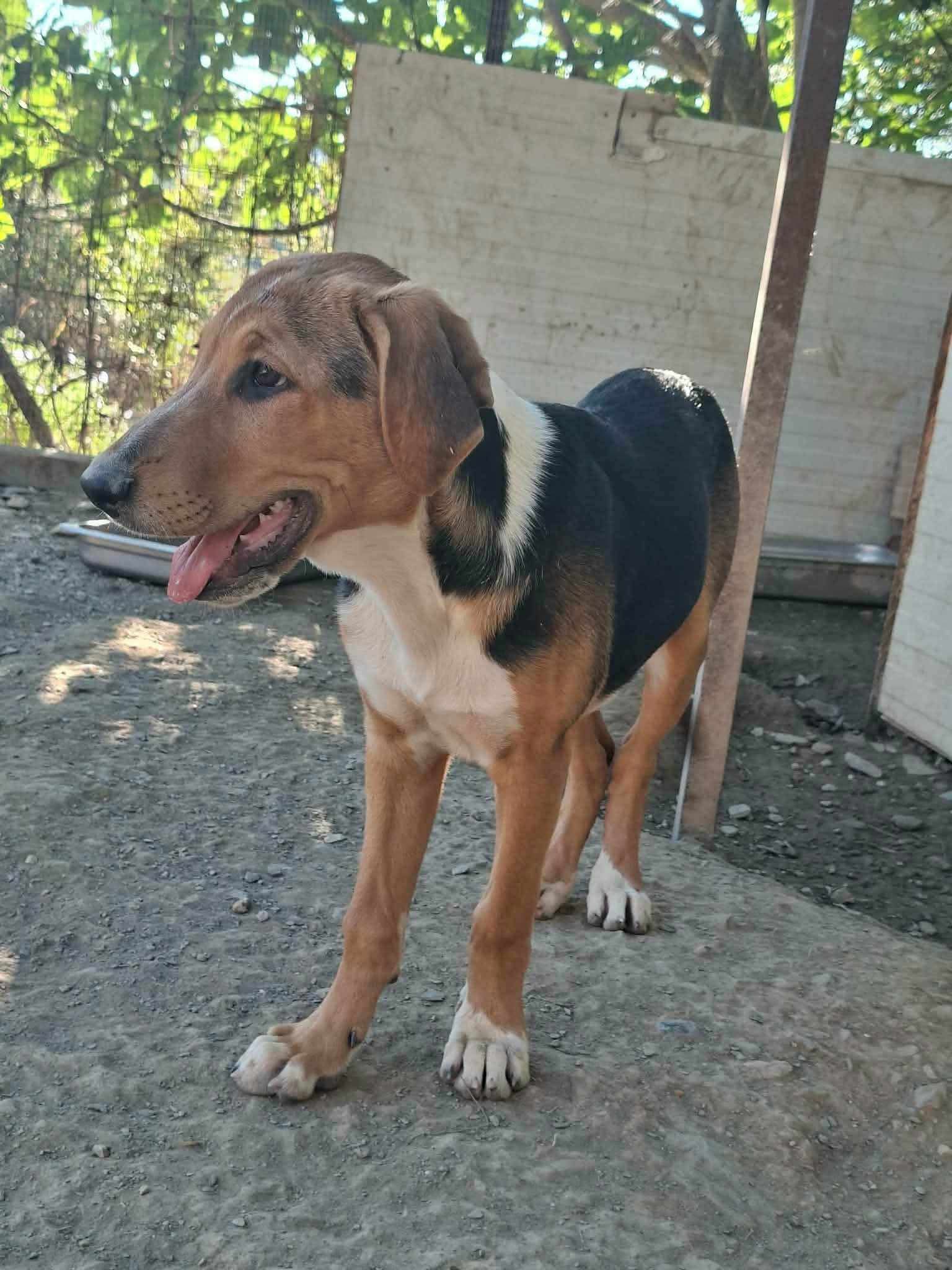 Trico Zorro Dogsavior Sep26 3