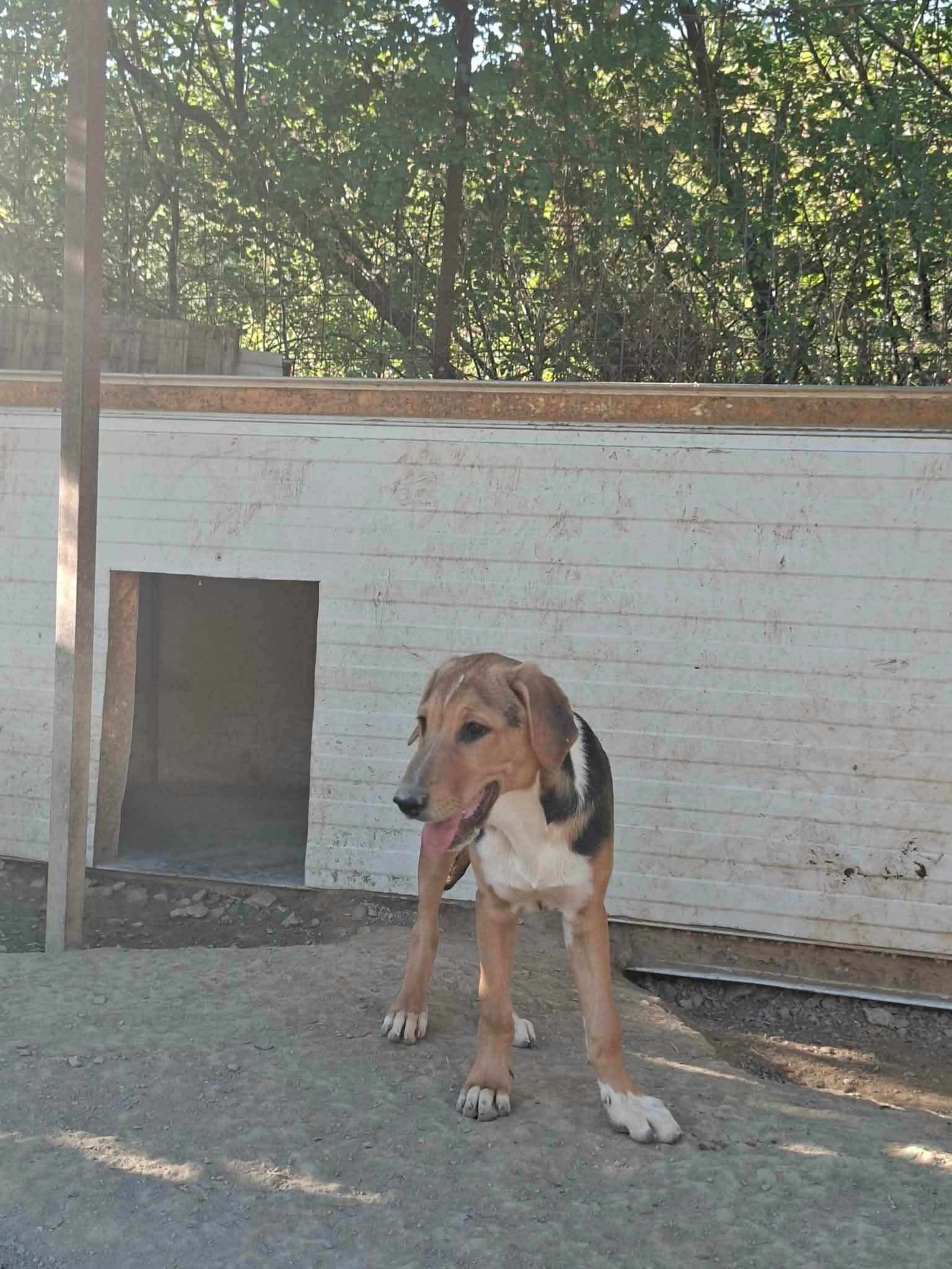 Trico Zorro Dogsavior Sep26 4