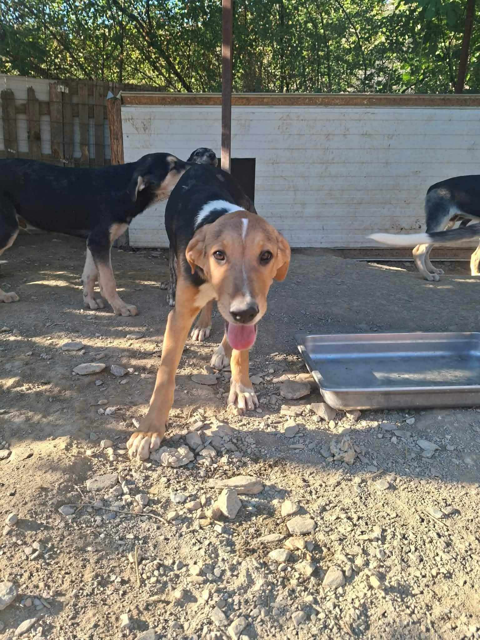 Trico Zorro Dogsavior Sep26 5