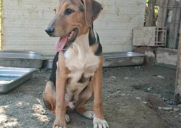 Trico Zorro Dogsavior Sep26 Beitragsbild