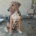 Trico Zorro Dogsavior Sep26 Beitragsbild