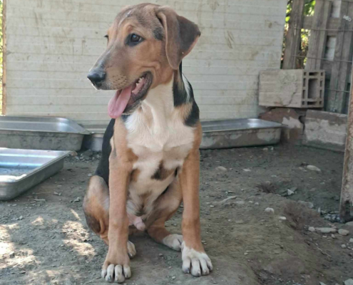 Trico Zorro Dogsavior Sep26 Beitragsbild