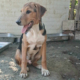 Trico Zorro Dogsavior Sep26 Beitragsbild