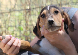 Trico Zorro Dogsavior Aug26 Beitragsbild