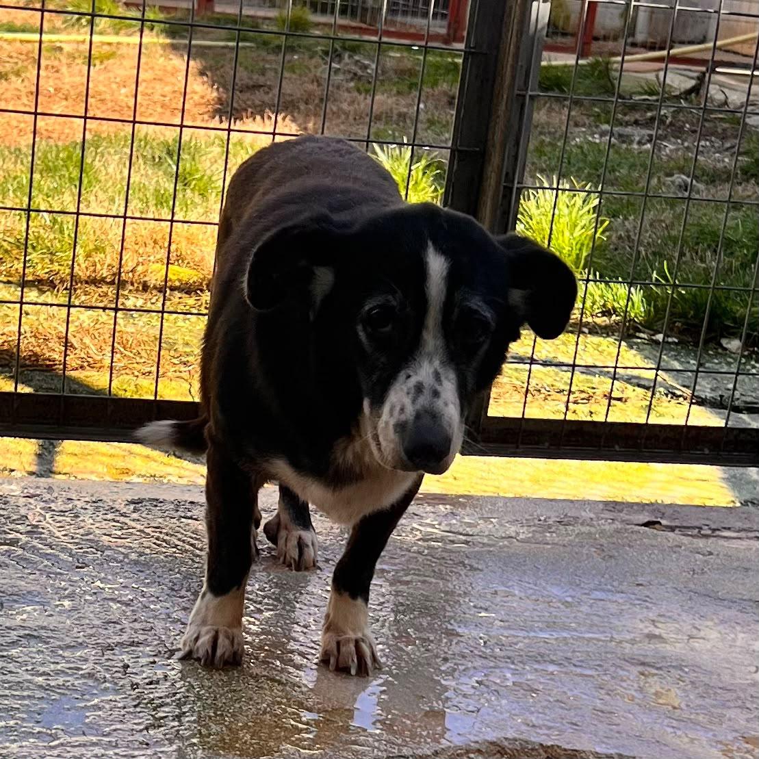 Amalia Zorro Dogsavior Okt26 1