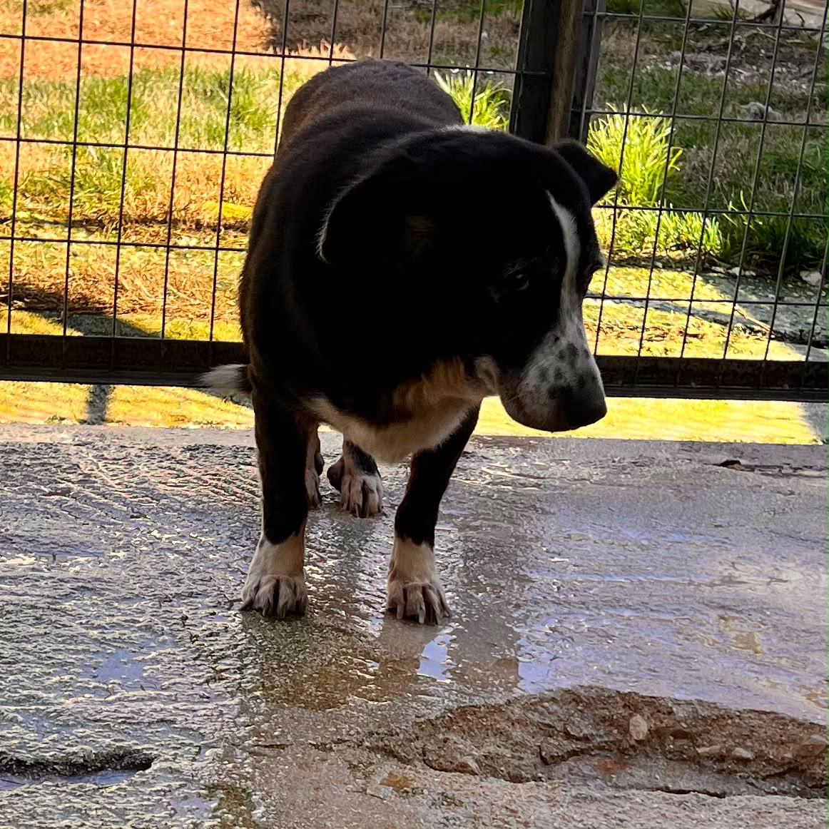 Amalia Zorro Dogsavior Okt26 2