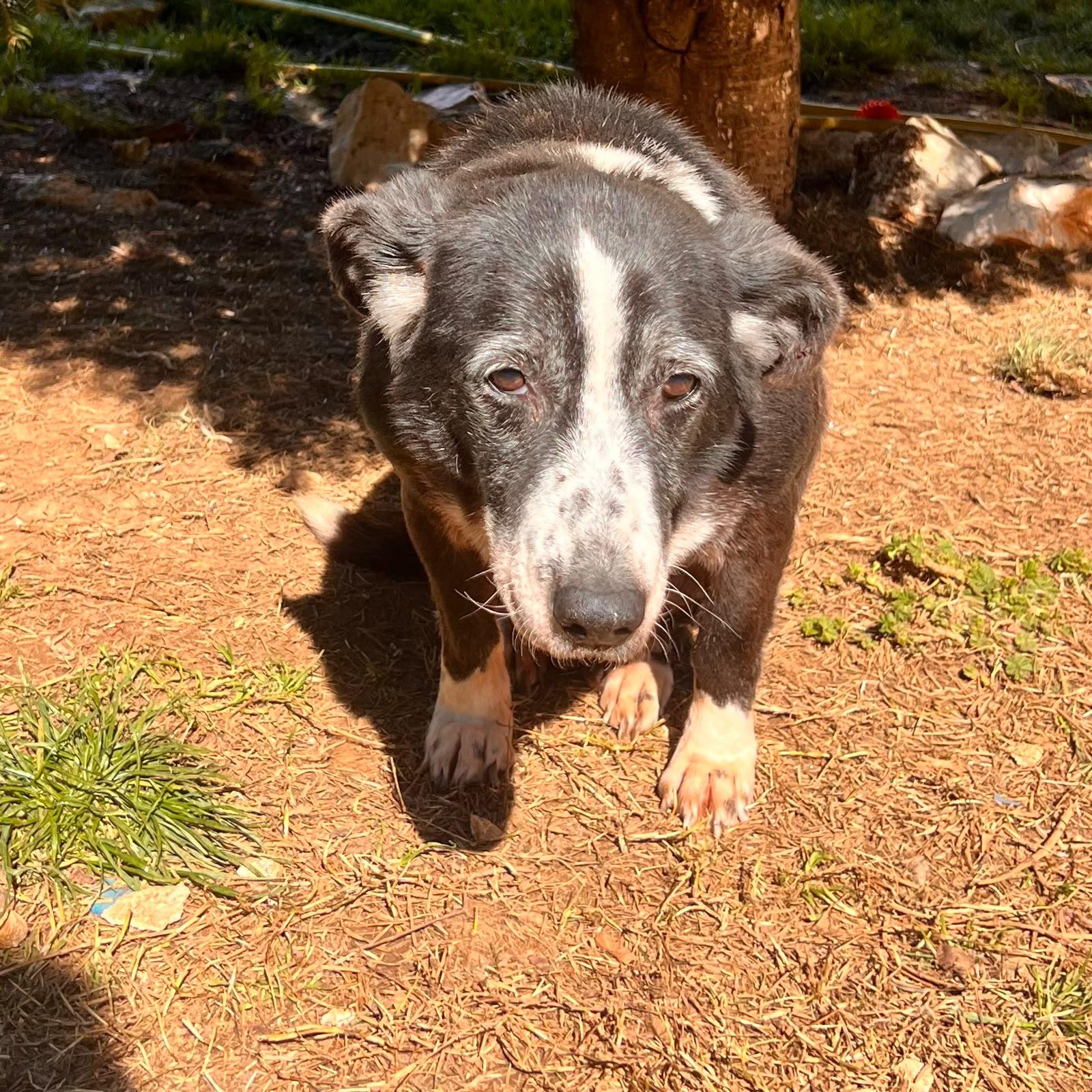 Amalia Zorro Dogsavior Okt26 4