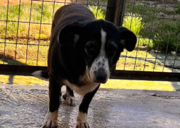 Amalia Zorro Dogsavior Okt26 Beitragsbild