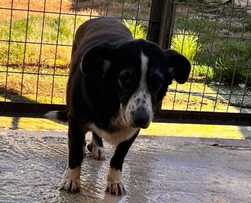 Amalia Zorro Dogsavior Okt26 Beitragsbild