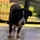Amalia Zorro Dogsavior Okt26 Beitragsbild