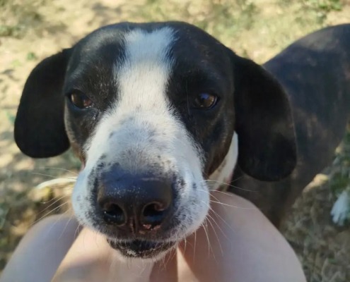 Claire Zorro Dogsavior Sep26 Beitragsbild