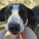 Claire Zorro Dogsavior Sep26 Beitragsbild