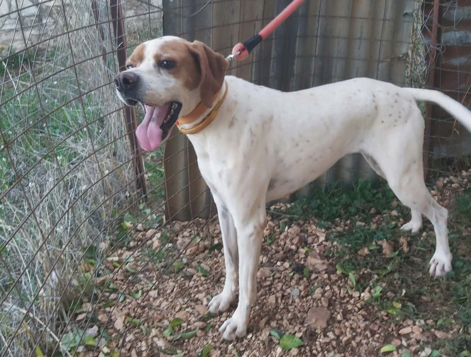 Depi Zorro Dogsavior Okt26 2