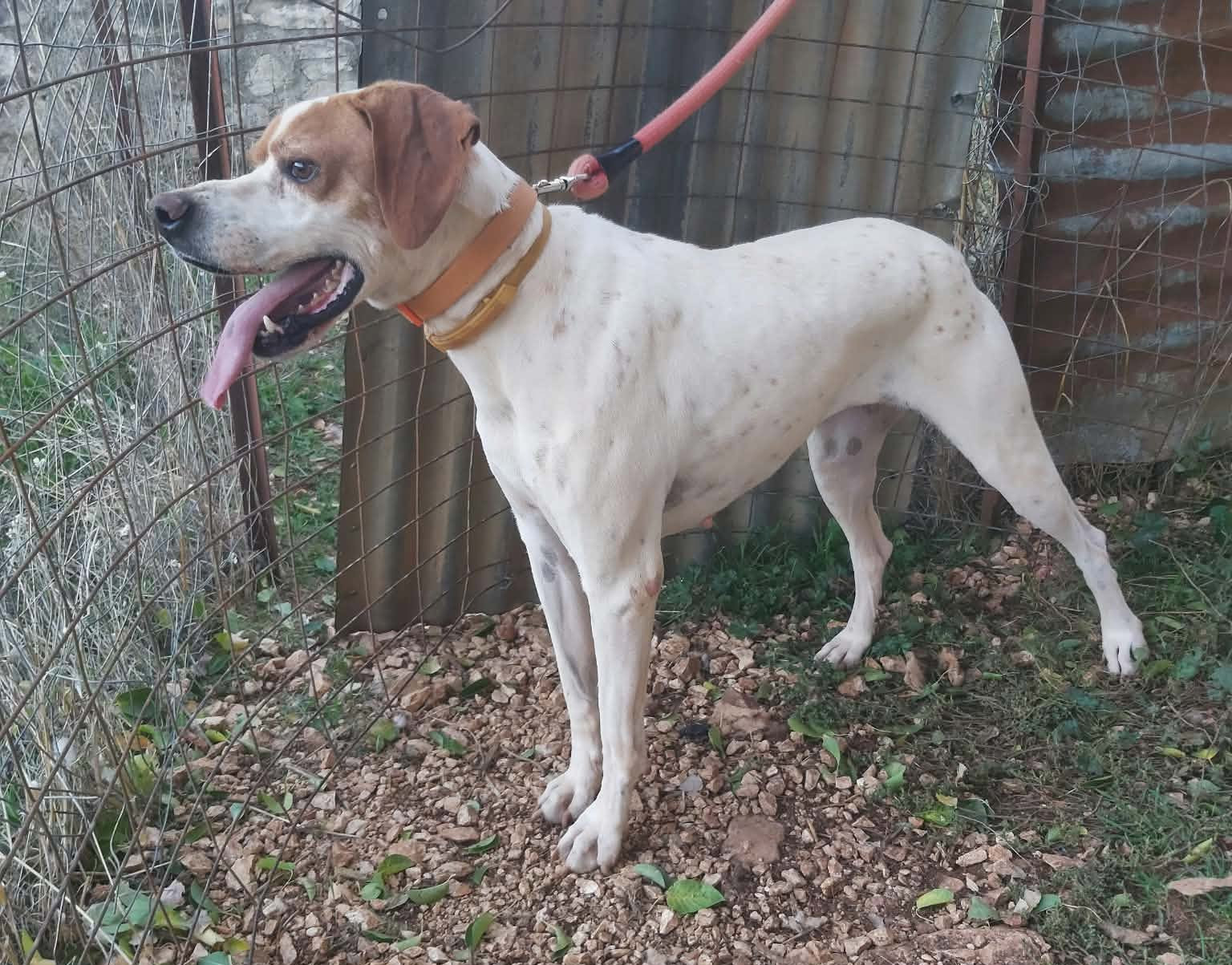Depi Zorro Dogsavior Okt26 3