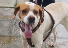 Depi Zorro Dogsavior Okt26 Beitragsbild
